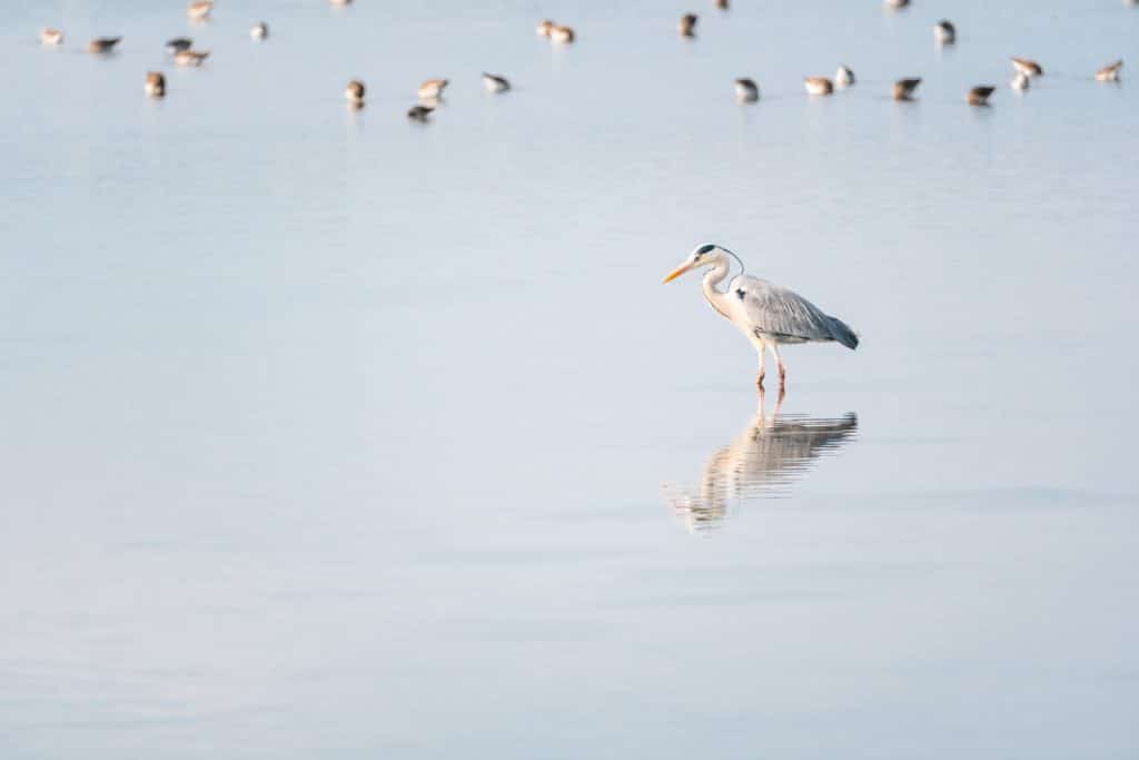 Héron dans un lac avec oiseaux en arrière-plan.